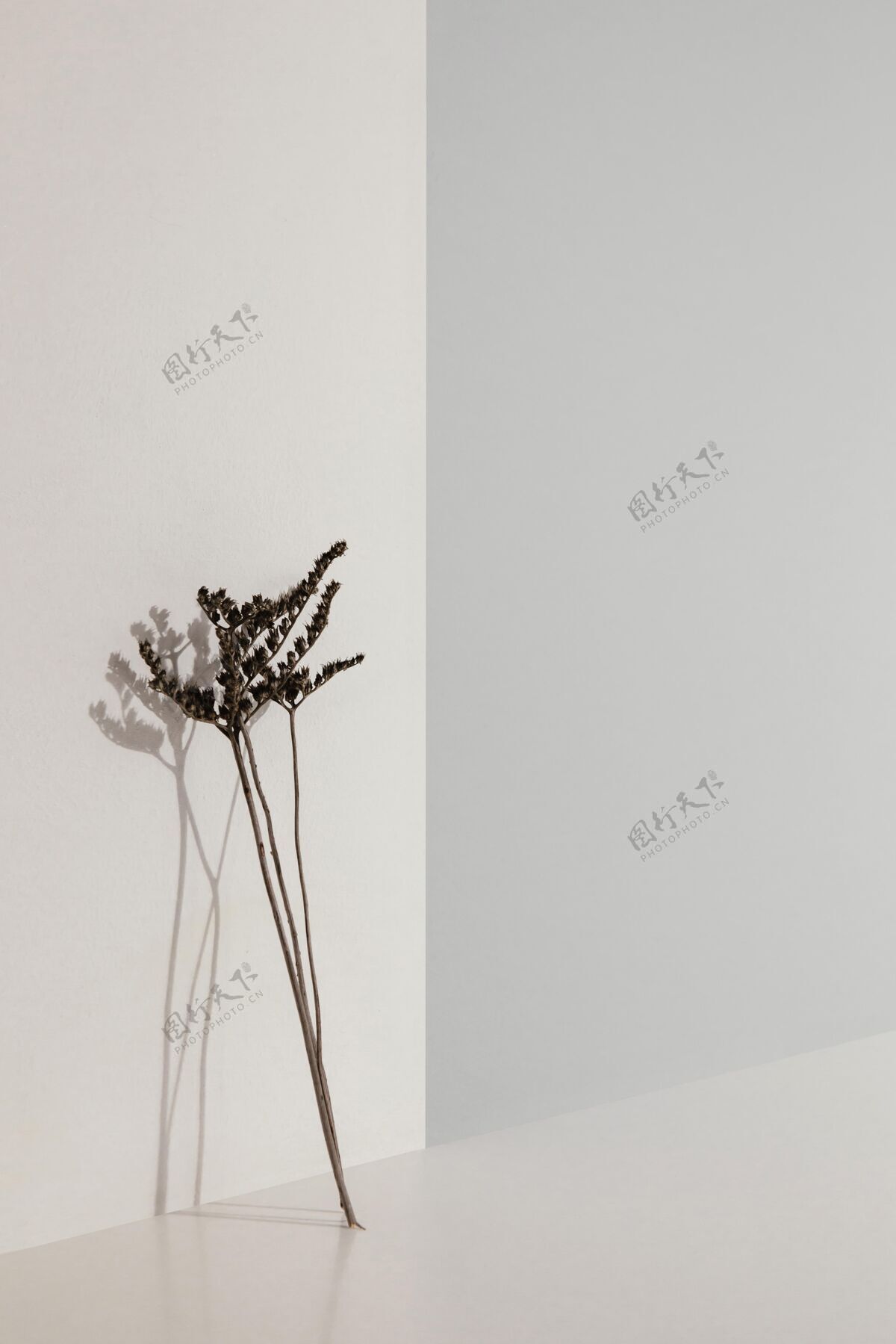 简约抽象最小的植物靠在墙上复制空间室内抽象简约