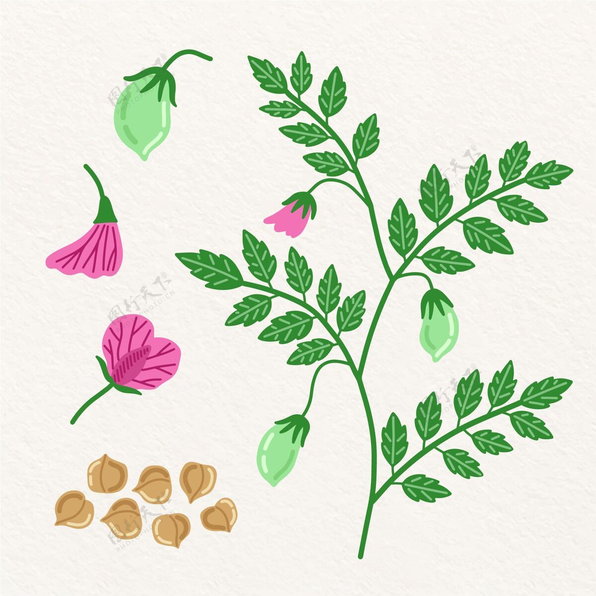 植物手绘鹰嘴豆和植物插图豆类蛋白质豆类