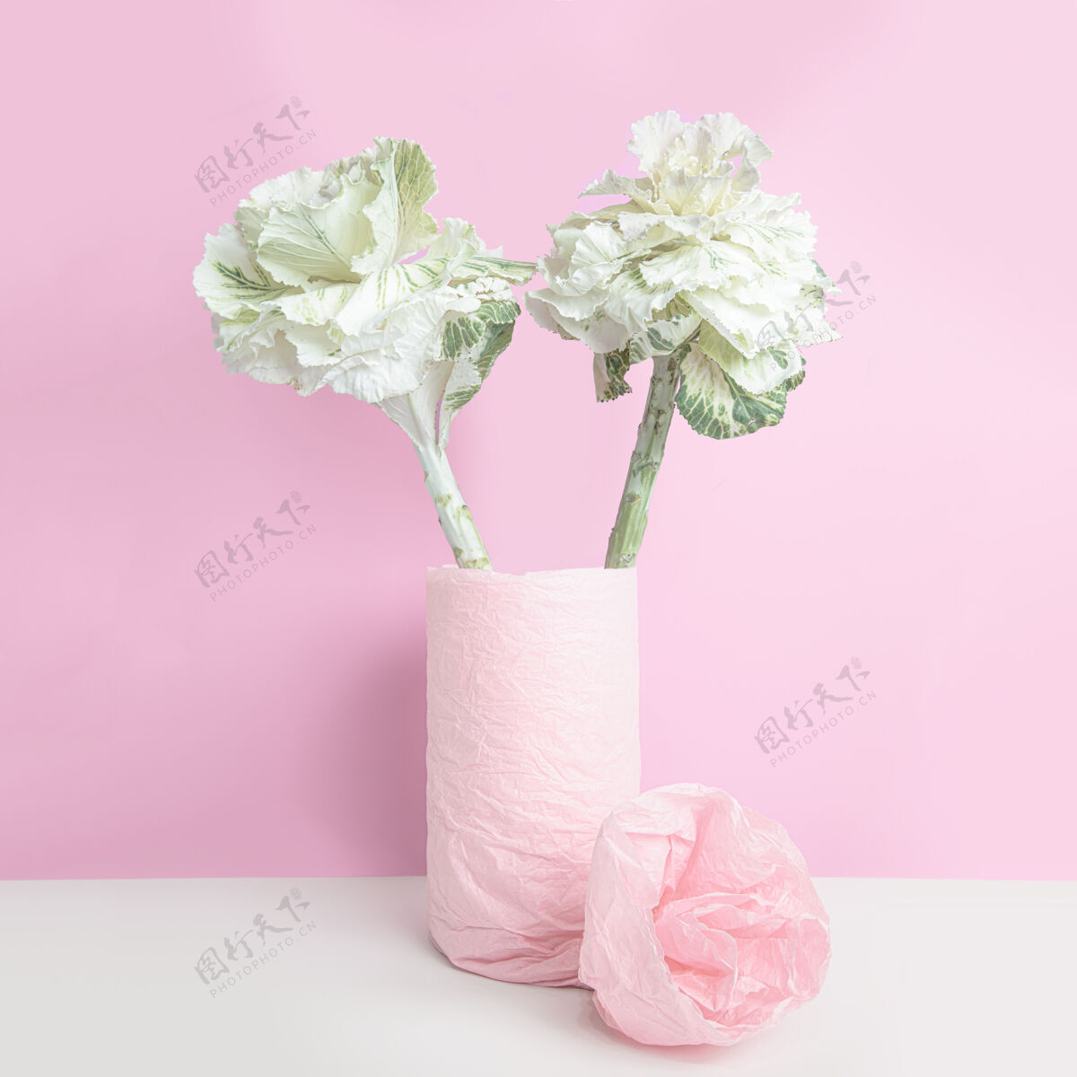 蔬菜花瓶里的装饰性卷心菜 用粉红色的纸包在粉红色的墙上有机开花视频