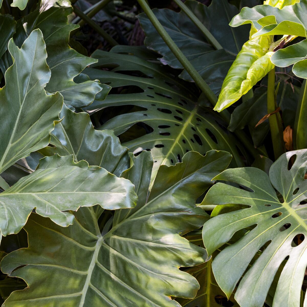 绿化奇异的绿色植物大自然异国情调热带