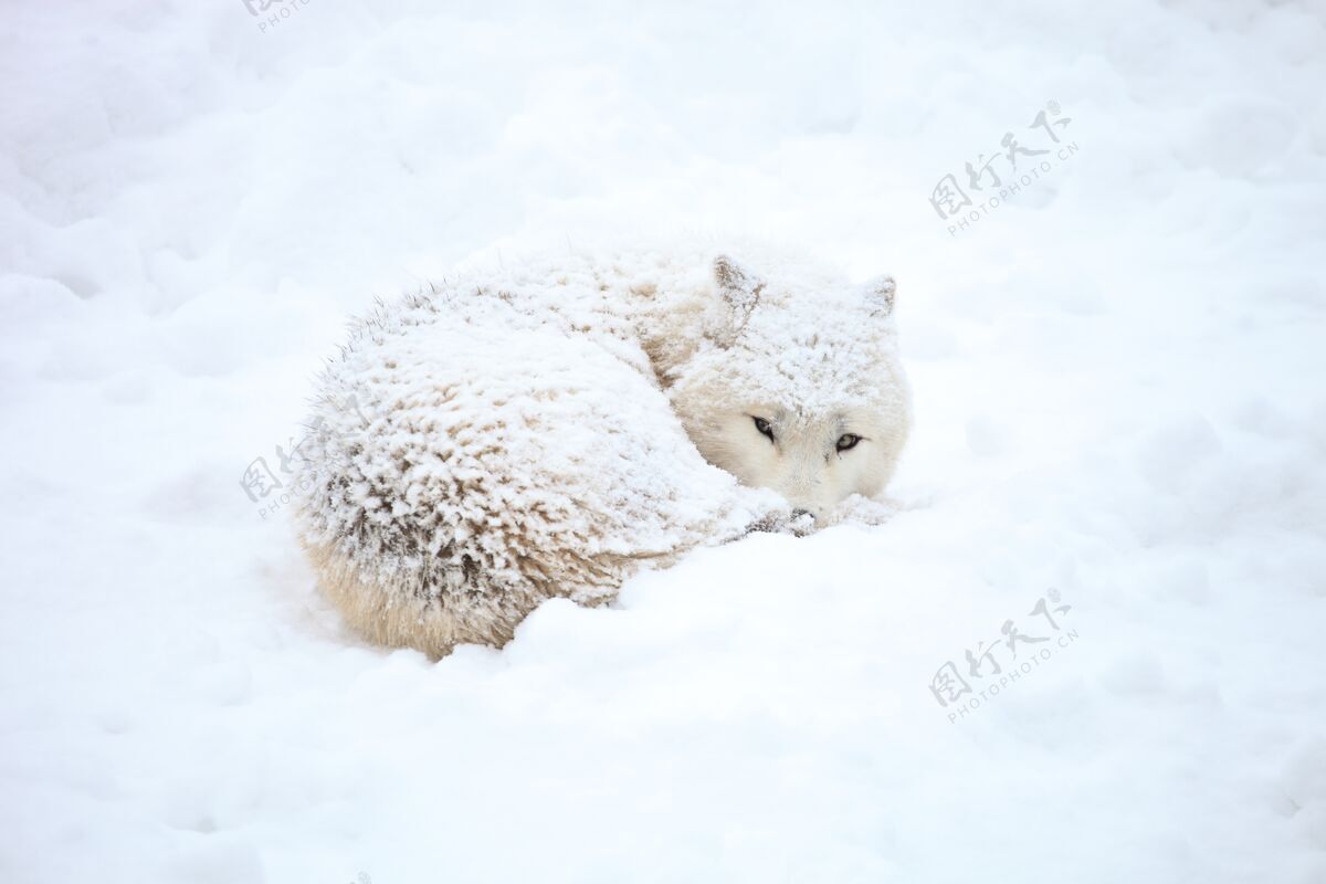狼雪中的狼眼睛睁开眼睛寒冷