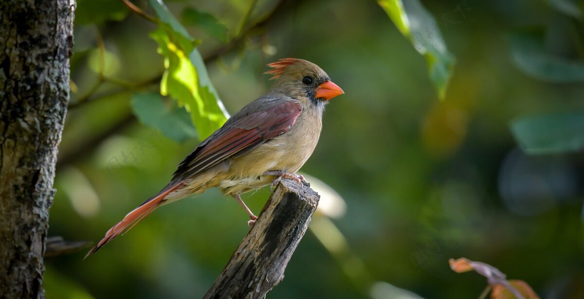 野生动物美洲知更鸟橙色树美丽