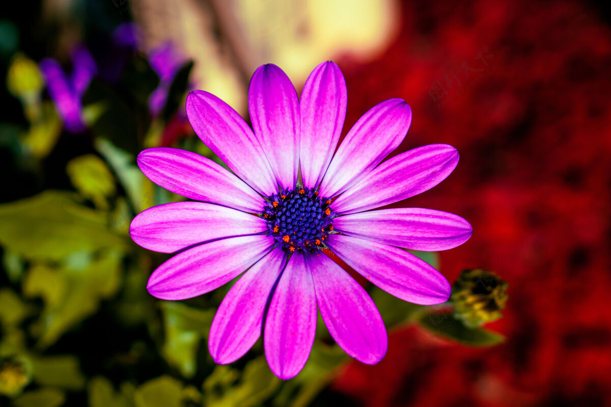 田野紫色花朵的特写镜头颜色风景细节
