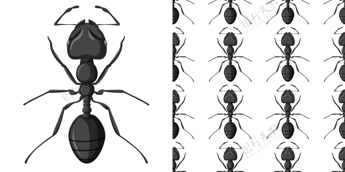 蚂蚁木匠蚂蚁隔离在白色和木匠蚂蚁无缝系列收藏科学