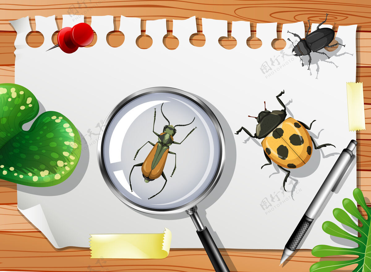 边框桌子上有许多不同的昆虫 请靠近昆虫瓢虫生物