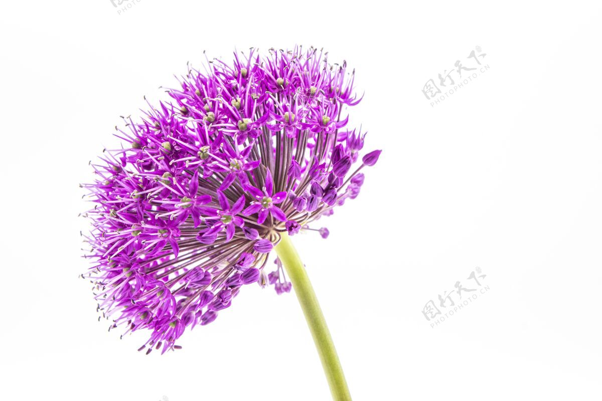 叶白色的紫色葱花头特写镜头开花单一优雅
