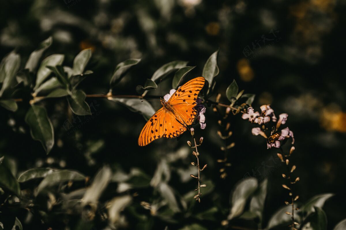 翅膀一只橙色蝴蝶在花上的特写镜头叶子自然植物