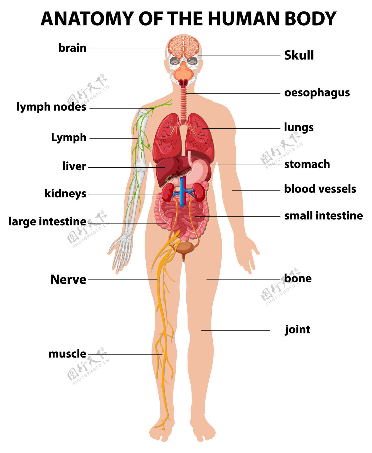 胃人体解剖学信息图解剖学物理关节