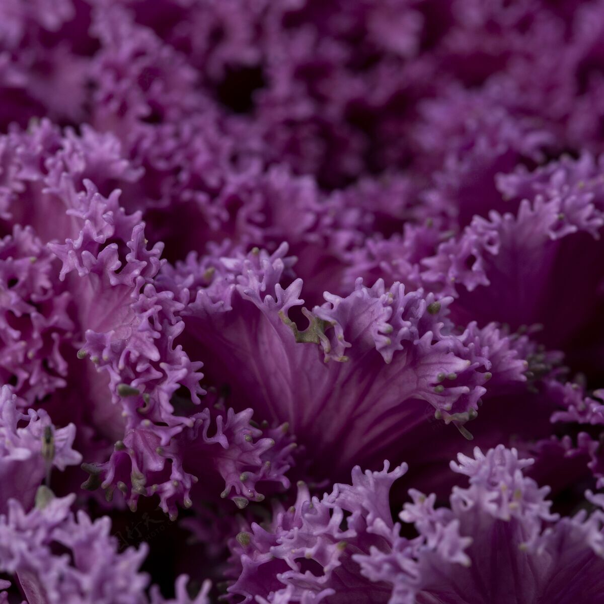 季节美丽的抽象紫色植物植被开花环境
