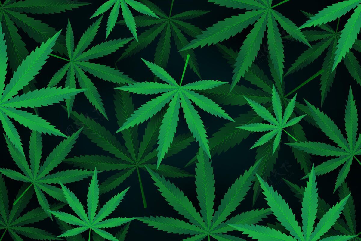 大麻植物大麻叶背景有机大麻叶子