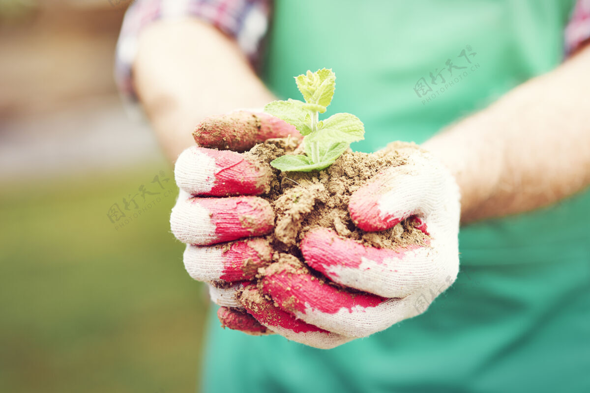 种植小苗捧在手里绿色农场栽培