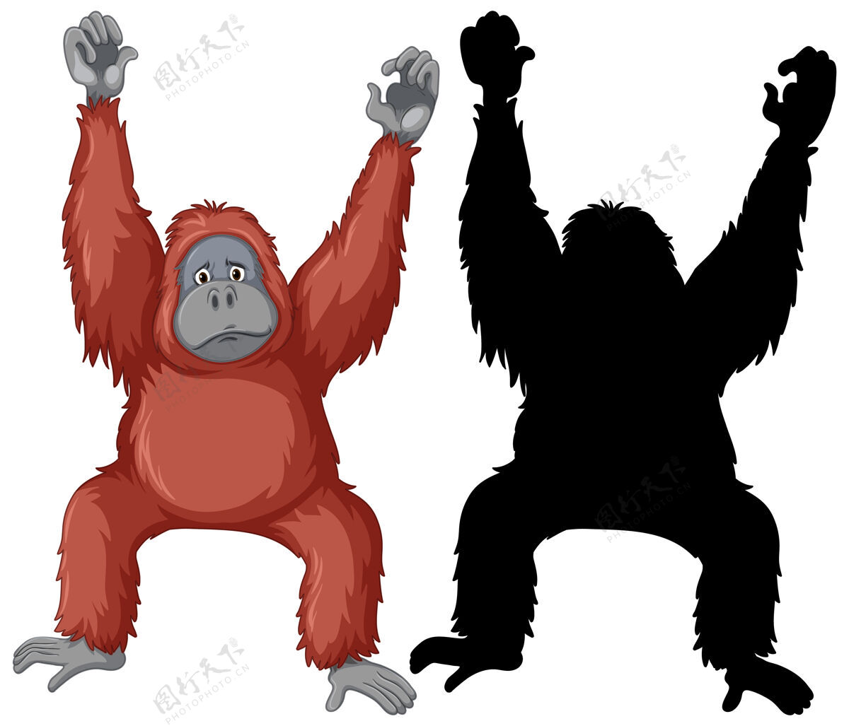 布景红毛猩猩的角色和它在白色背景上的轮廓动物影子动物