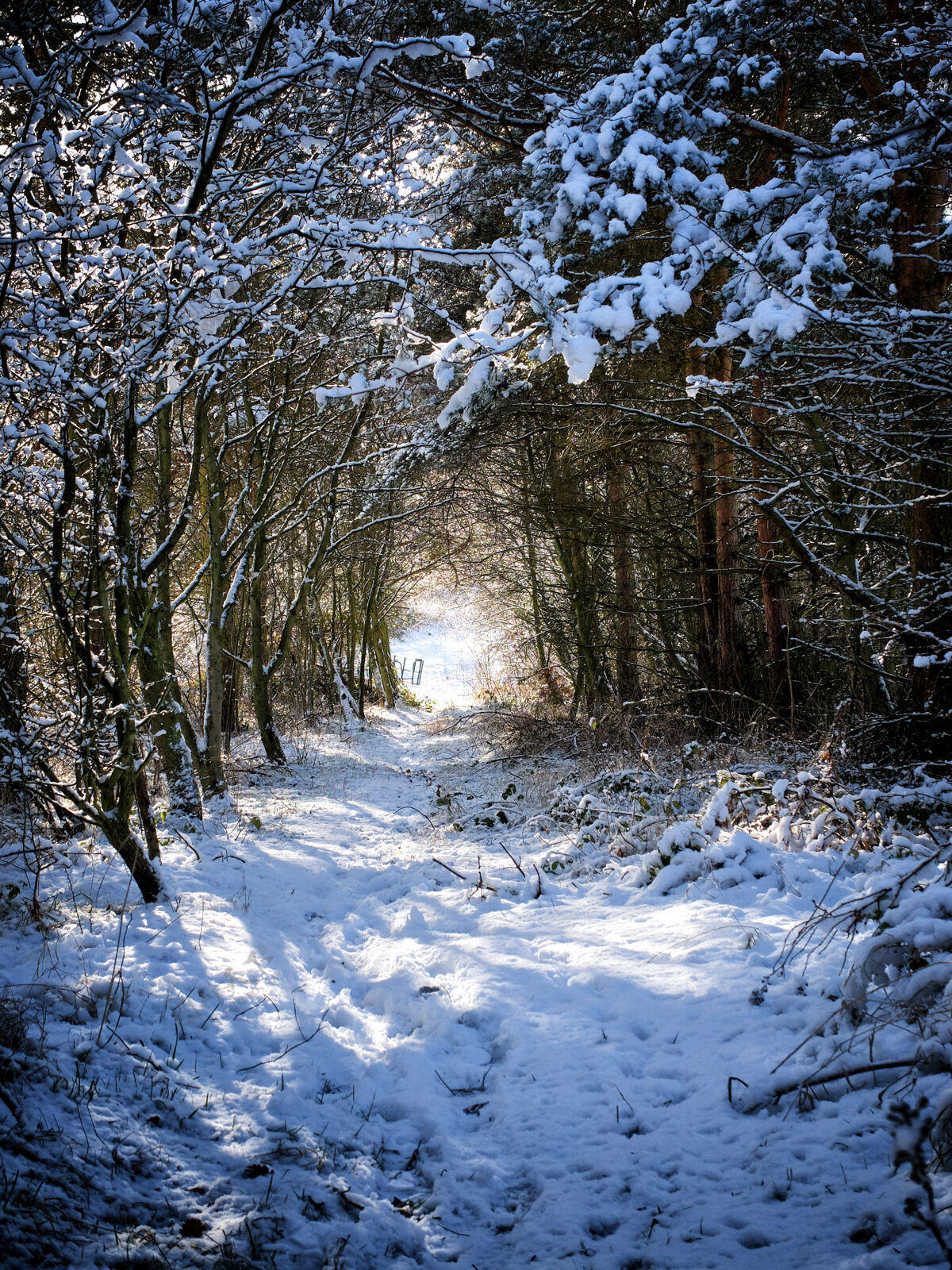 季节公园里的小径被雪覆盖 树木环绕冬天森林雪
