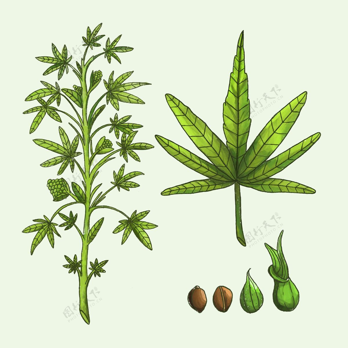 药物植物大麻叶医药叶大麻