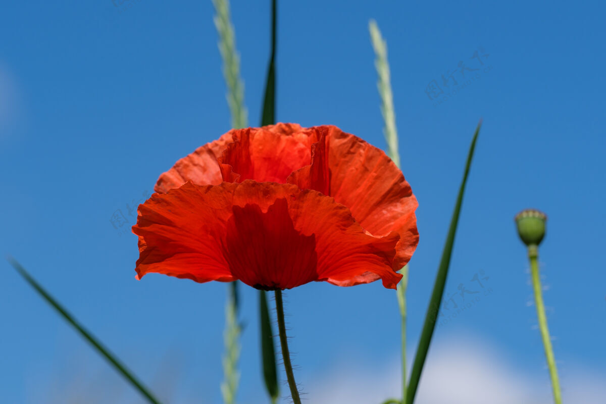 田园诗在阳光明媚的夏日特写镜头中 红色罂粟花在蓝天下美丽绽放生长景观草本植物