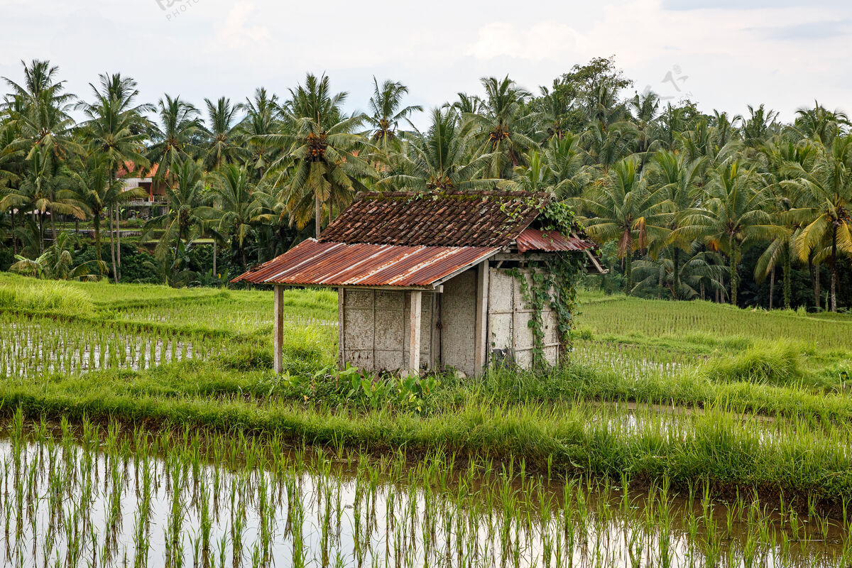 路亚洲农场有稻田和棕榈丛林的房子小屋早晨传统