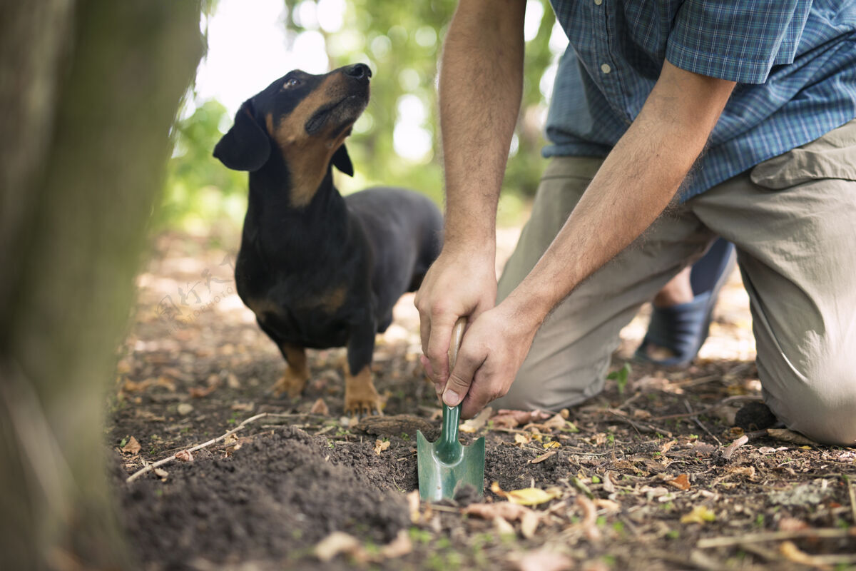 松露松露猎人和他的训练有素的狗在森林里寻找松露蘑菇狗搜索食用