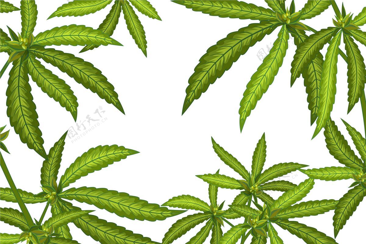 大麻植物大麻叶背景大麻药物保健